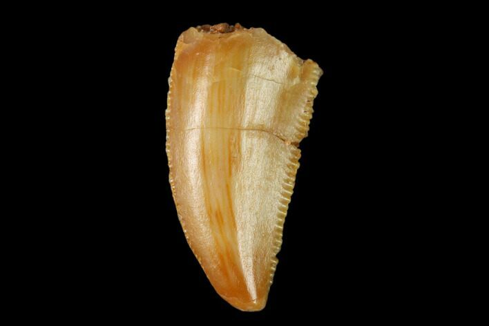 Serrated, Raptor Tooth - Real Dinosaur Tooth #158944